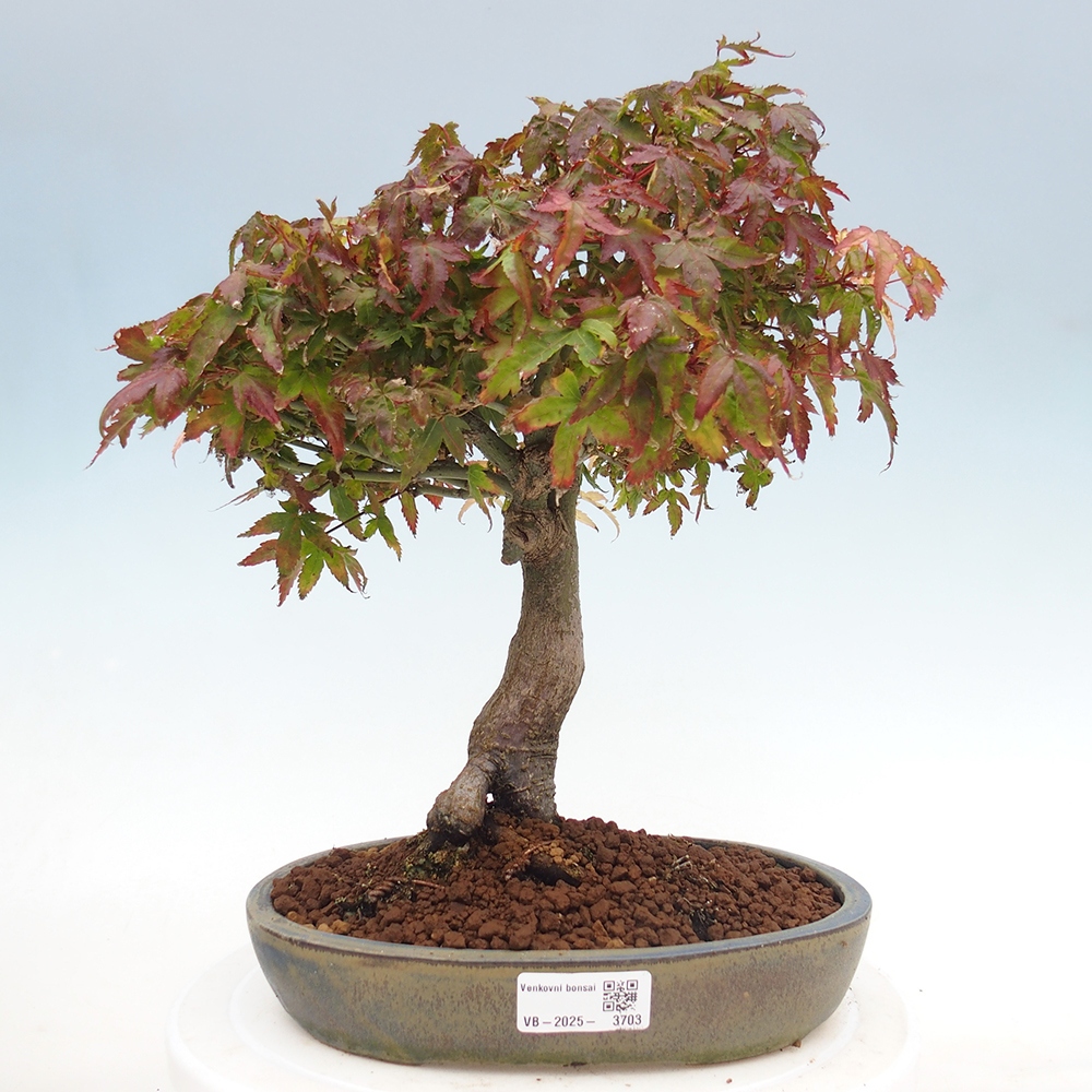 Acer palmatum KIOHIME - Palmetto-Ahorn