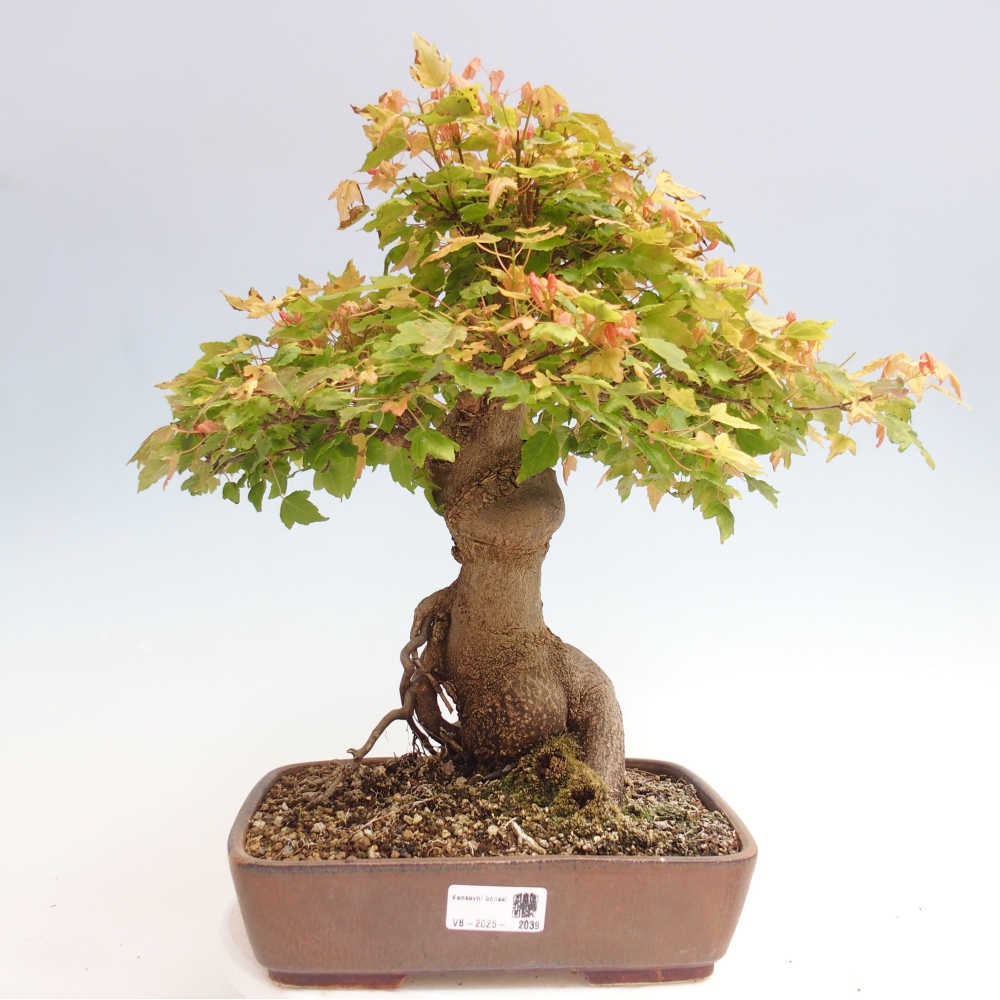 Bonsai für draußen - Acer Buergerianum - Bergahorn