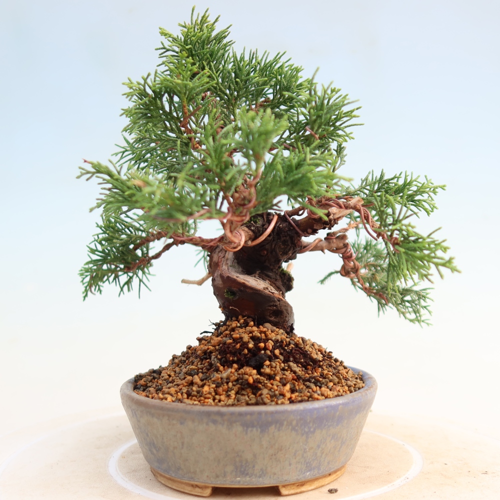 Bonsai für draußen - Juniperus chinensis Itoigawa