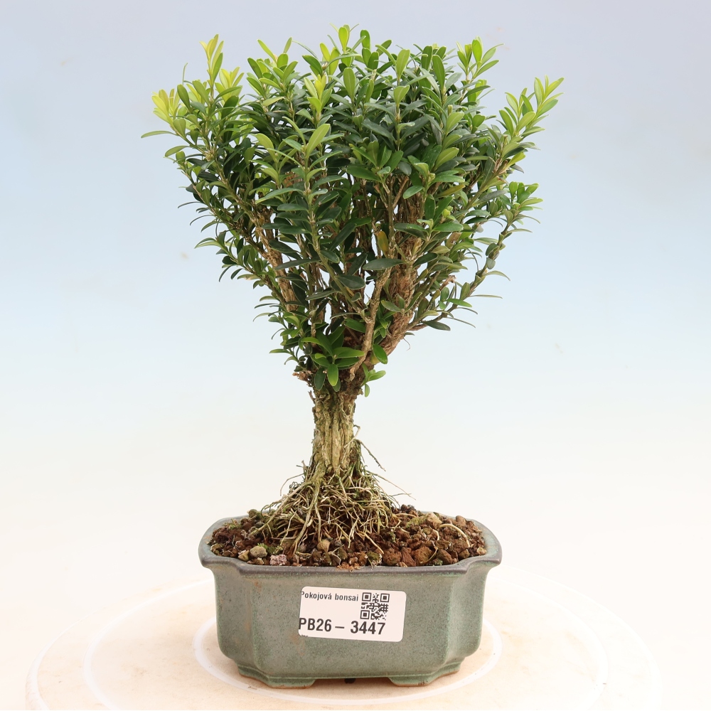 Zimmer Bonsai - Buxus harlandii - Korkbuxus