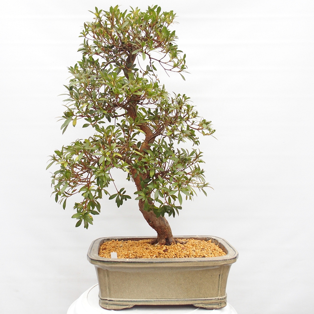 Bonsai für draußen - Japanische Azalee - Azalee Haruurara
