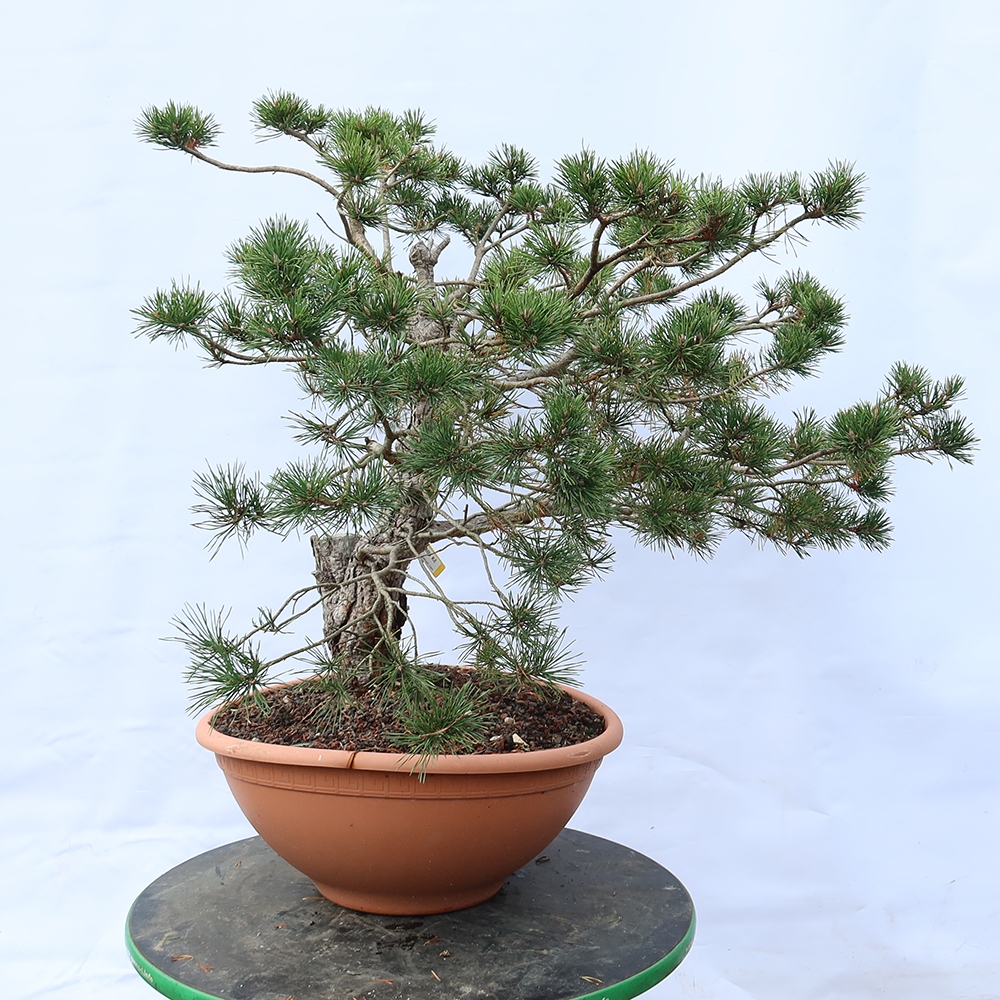 Pinus sylvestris Spanien – Waldkiefer