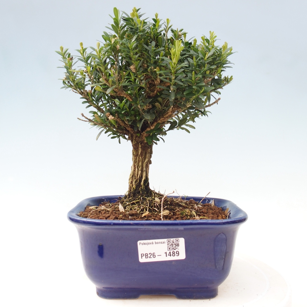 Zimmer Bonsai - Buxus harlandii - Korkbuxus