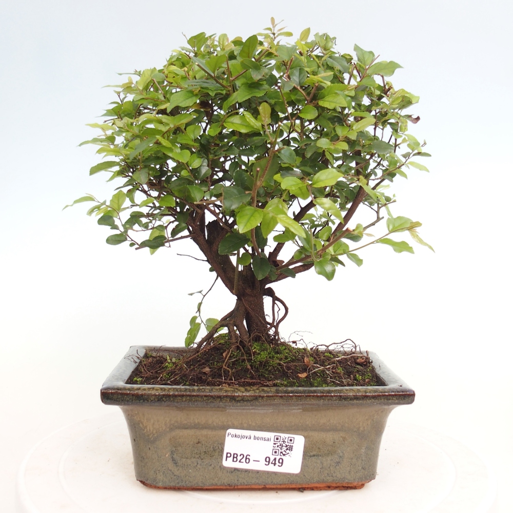 Zimmer Bonsai - Sageretia thea - Sageretia thea