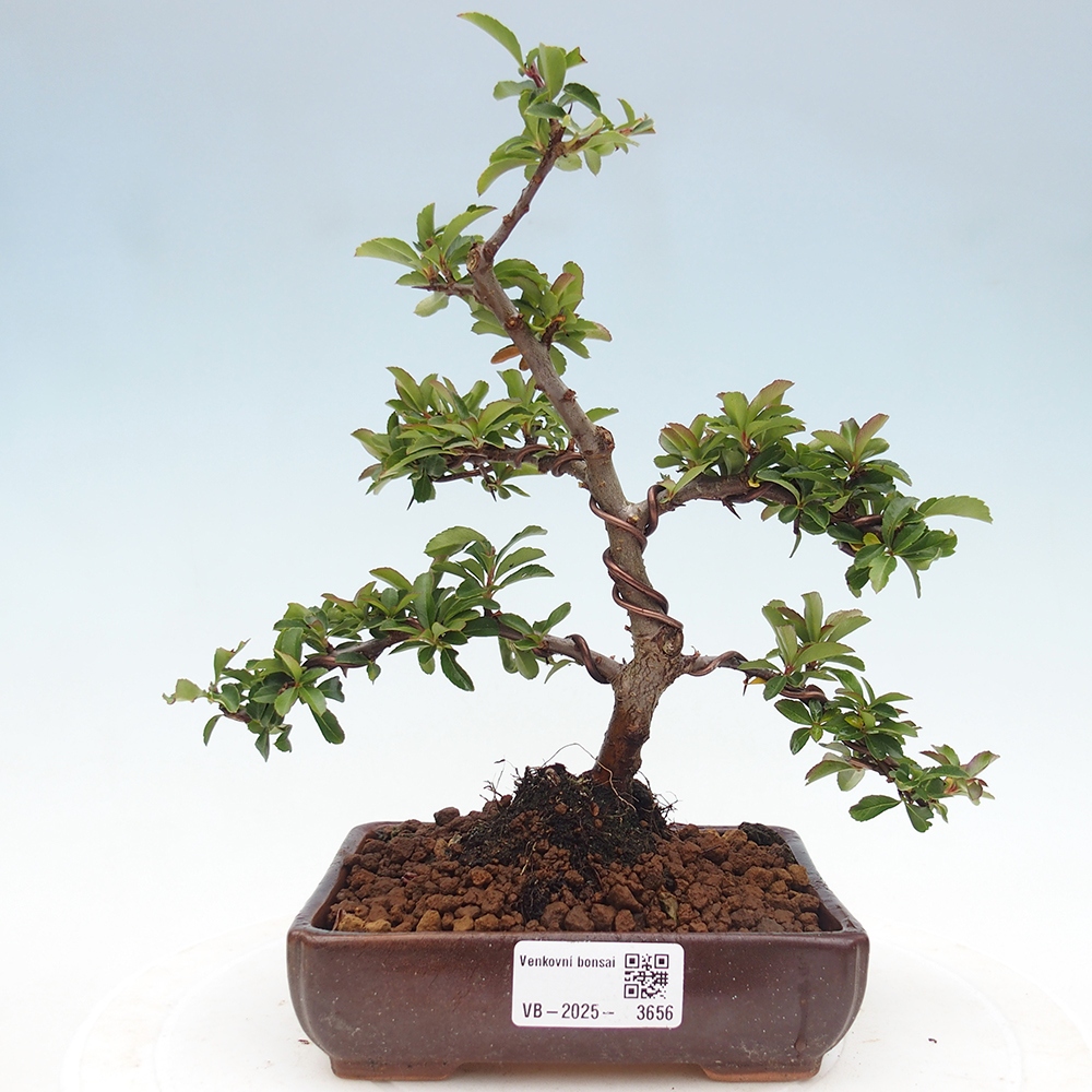 Freiland-Bonsai-Pyracantha Teton -Hlox