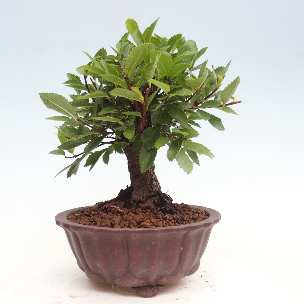 Bonsai für draußen - Zelkova - Zelkova NIRE