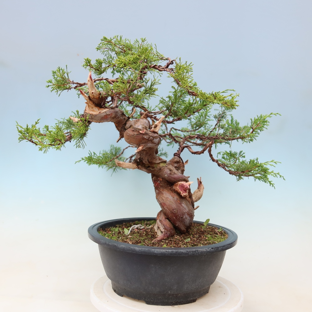 Bonsai für draußen - Juniperus chinensis Itoigawa-Juniperus chinensis