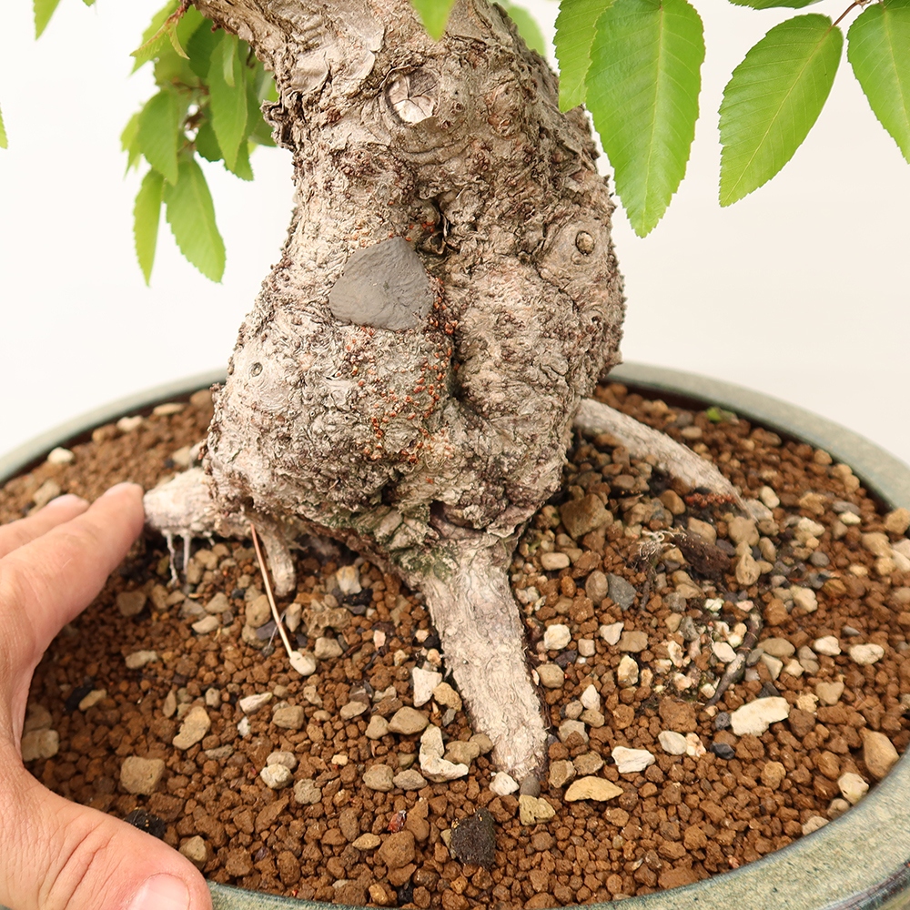 Bonsai für draußen - Karpinus Coreana - Koreanische Hainbuche