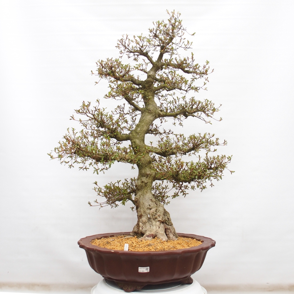 Bonsai für draußen - Japanische Azalee - Azalee Kinu-no-Hikari