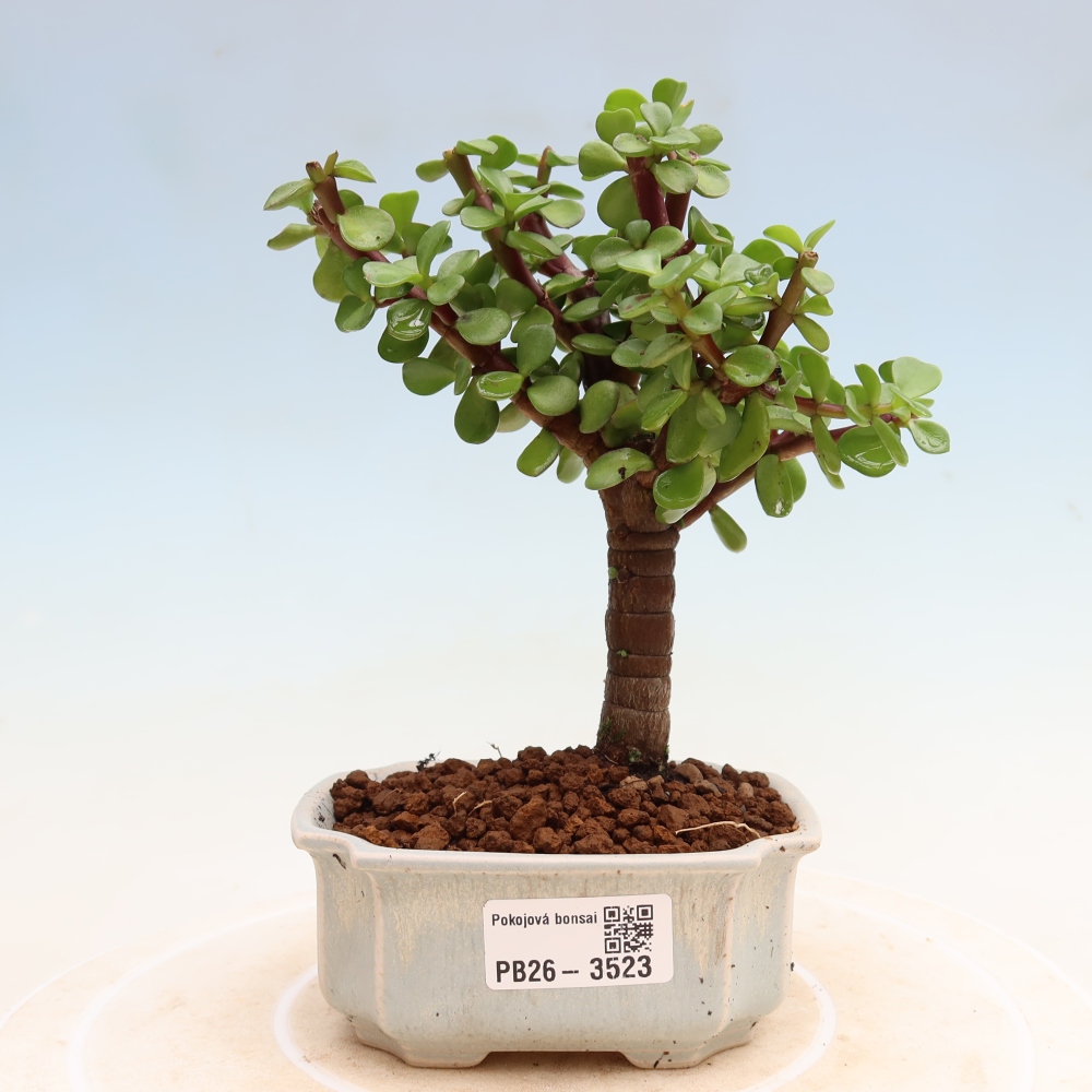Zimmer Bonsai - Portulakaria Afra - Tlustice