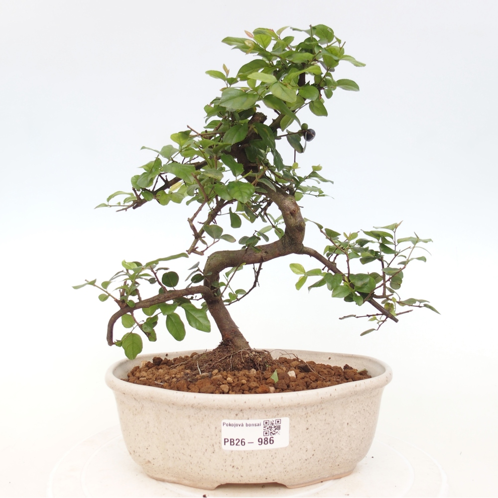 Zimmer Bonsai - Sageretia thea - Sageretia thea
