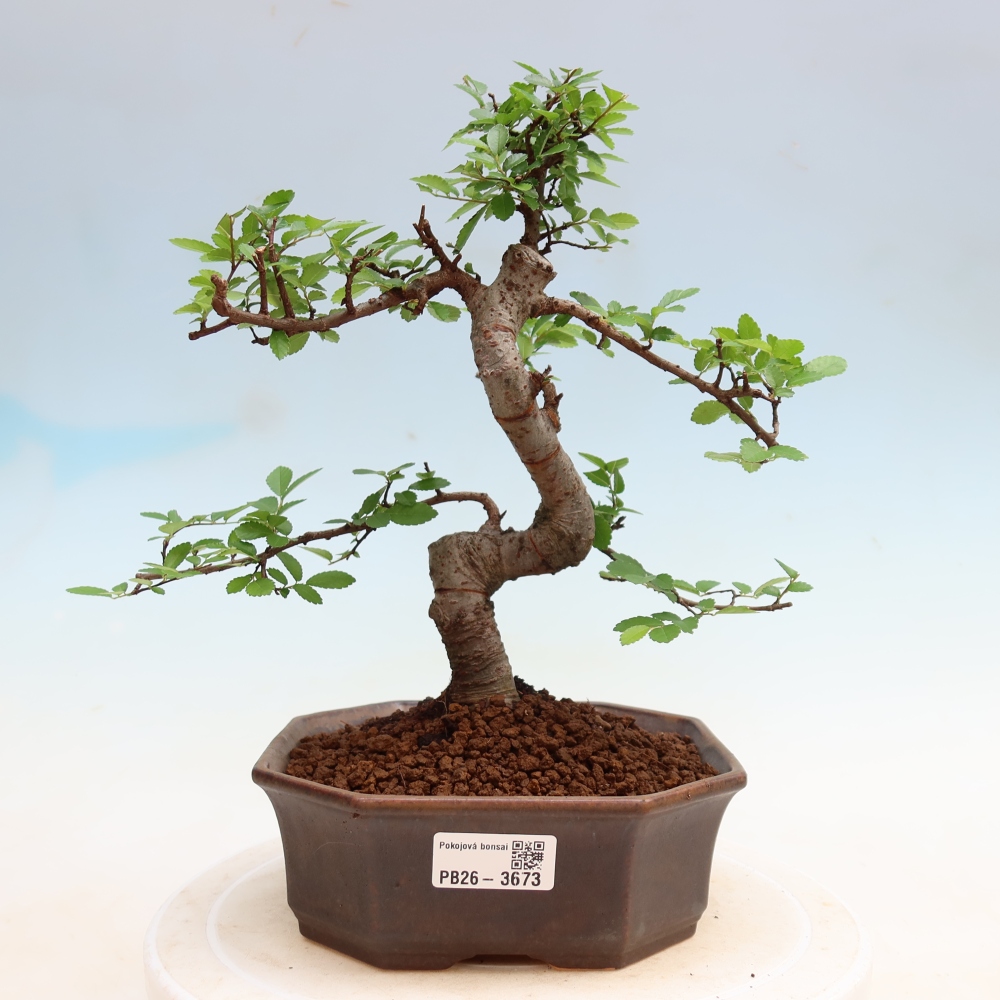 Zimmerbonsai - Ulmus parvifolia - Kleinblättrige Ulme