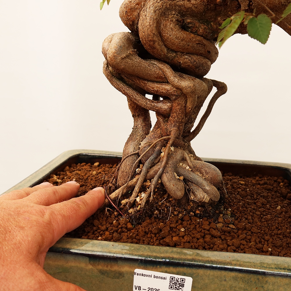 Bonsai für draußen - Karpinus Coreana - Koreanische Hainbuche