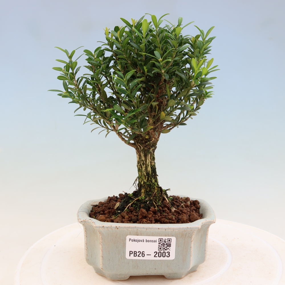 Zimmer Bonsai - Buxus harlandii - Korkbuxus