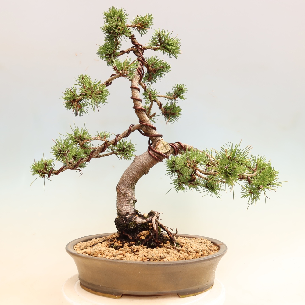 Bonsai für den Außenbereich – Pinus mugo Humpy – Zwergkiefer