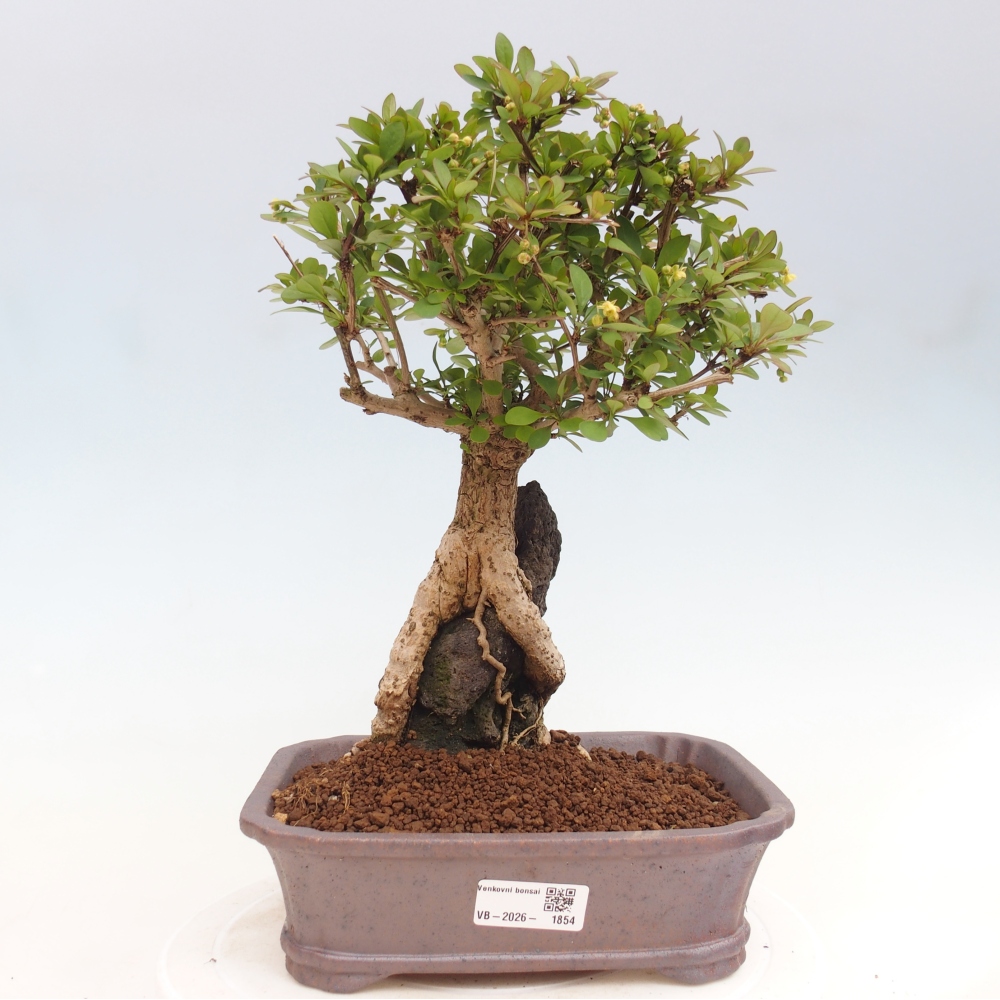 Bonsai für draußen - Berberis coreana