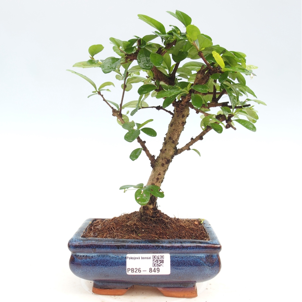 Zimmer-Bonsai - Carmona macrophylla - Tee-Fuki