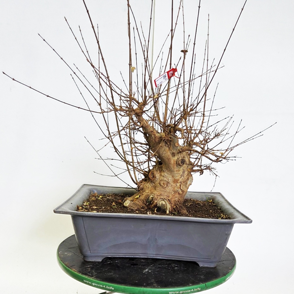 Freiland Bonsai Ahorn Burger - Acer Burgeriana