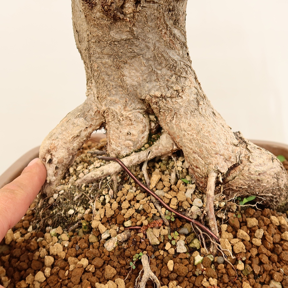 Bonsai für draußen - Karpinus Coreana - Koreanische Hainbuche