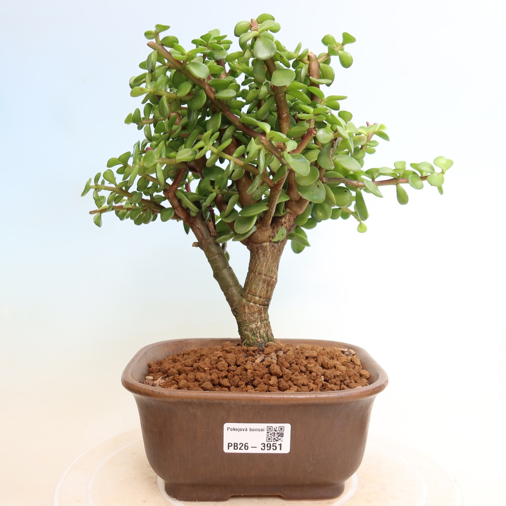 Zimmer Bonsai - Portulakaria Afra - Tlustice
