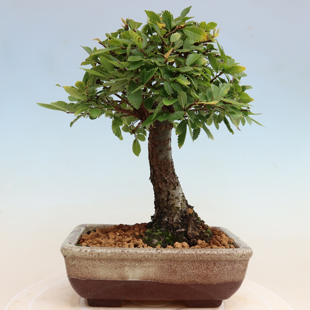 Bonsai für draußen - Zelkova - Zelkova NIRE