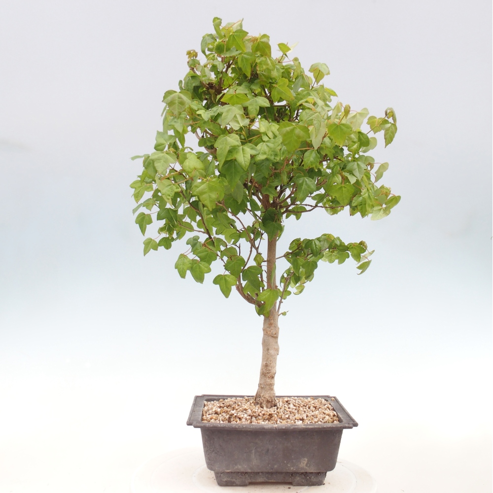 Bonsai für draußen - Acer Buergerianum - Bergahorn