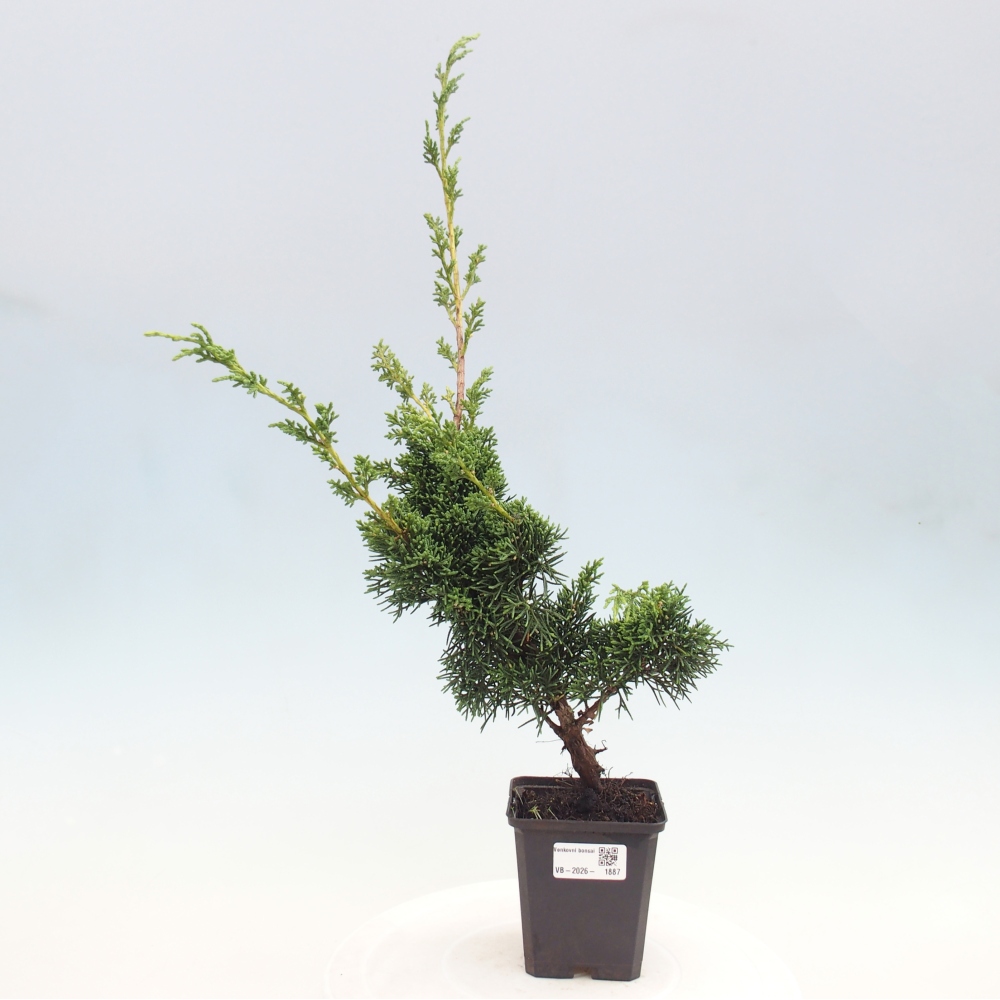 Bonsai für draußen - Juniperus chinensis Kishu