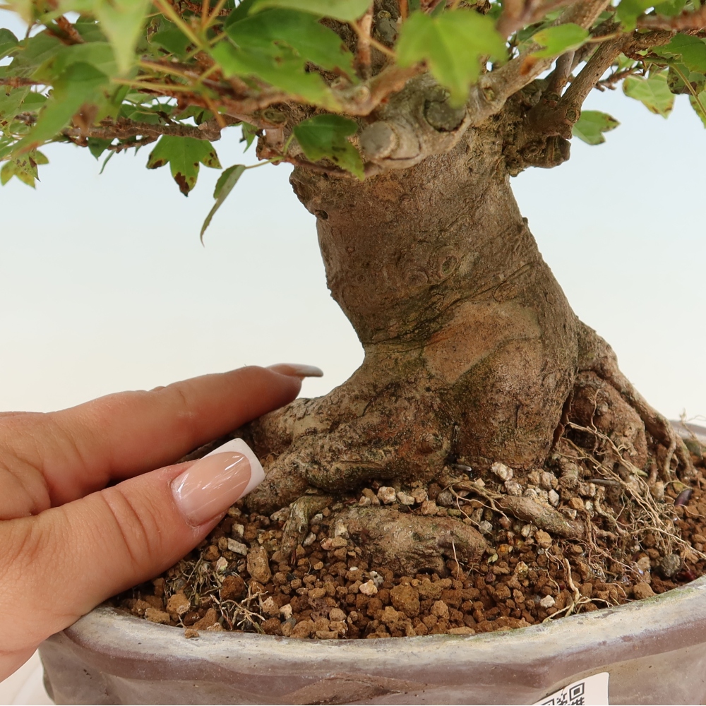 Bonsai für draußen - Ahorn Burger - Acer Burgerianum
