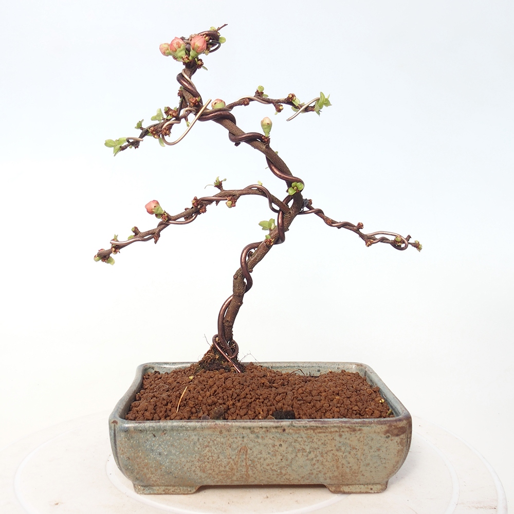 Bonsai für draußen - Chaneomeles s. Red Joy - Quitte