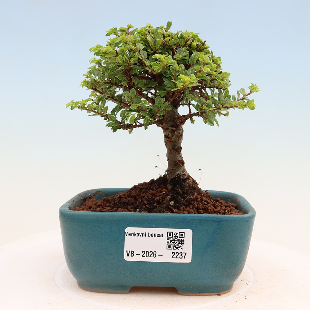 Bonsai für draußen - Ulmus parvifolia Sagei - Kleinblättrige Ulme