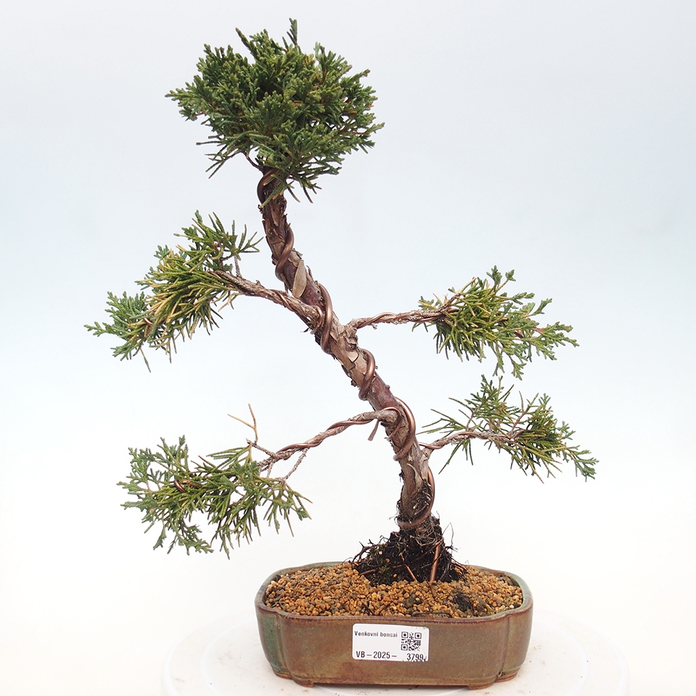 Bonsai für draußen - Juniperus chinensis Kishu