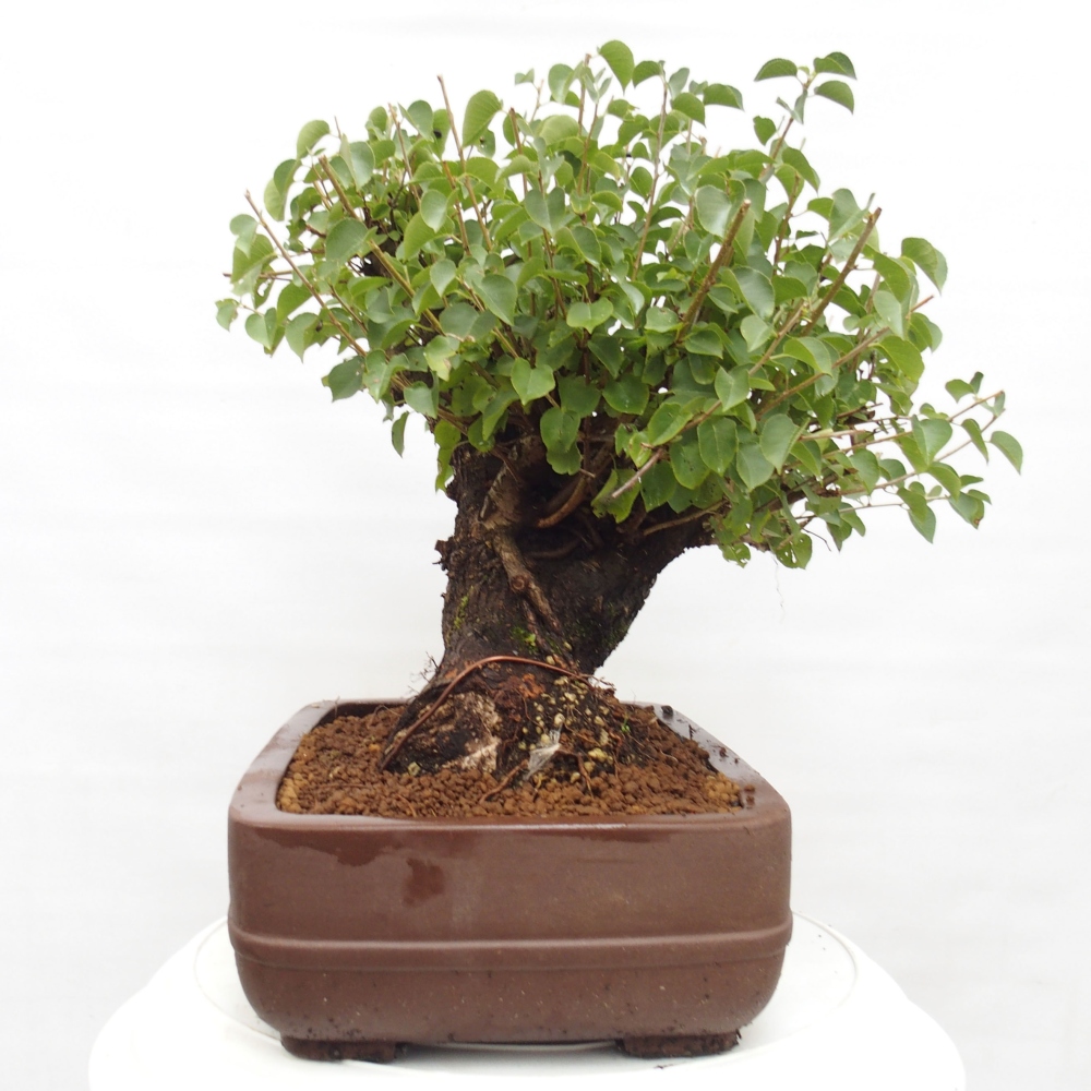 Bonsai für draußen - Mahalebka - Prunus mahaleb