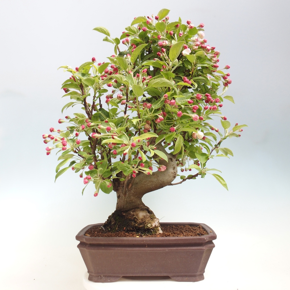 Outdoor-Bonsai -Malus halliana - Kleinfrüchtiger Apfelbaum