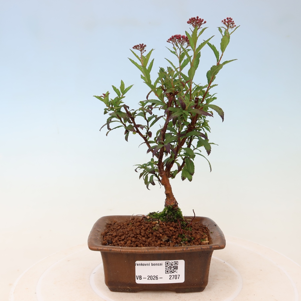 Bonsai für den Außenbereich – Japanische Spirea – Spirea japonica Anthony Waterer