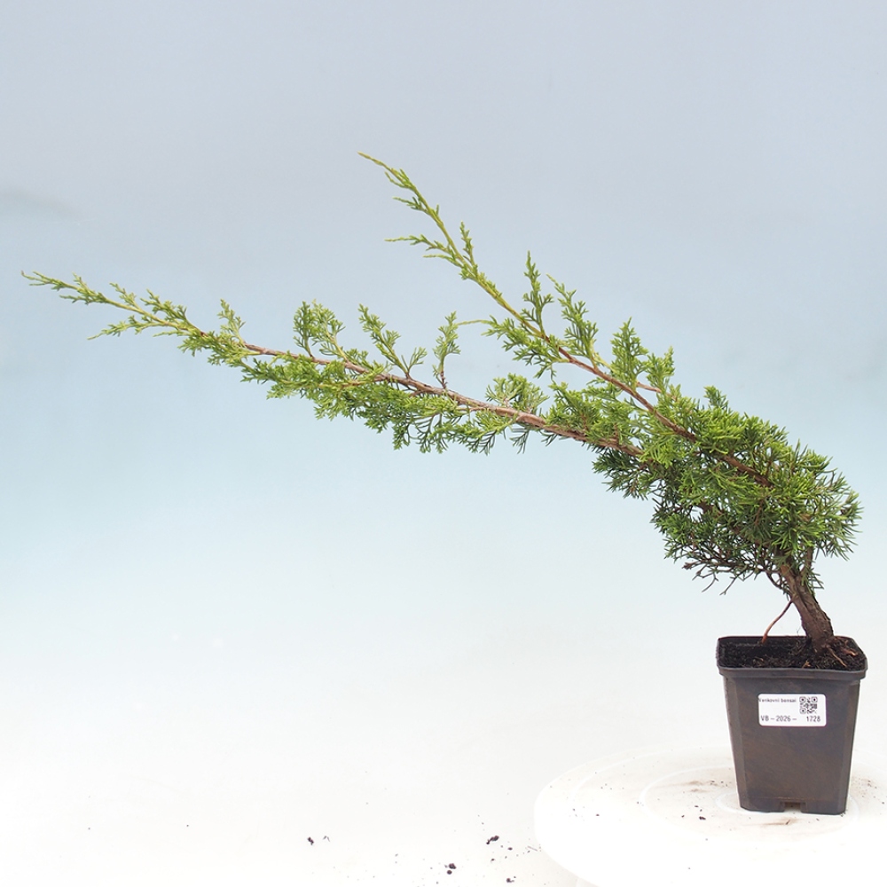 Bonsai für draußen - Juniperus chinensis Itoigawa
