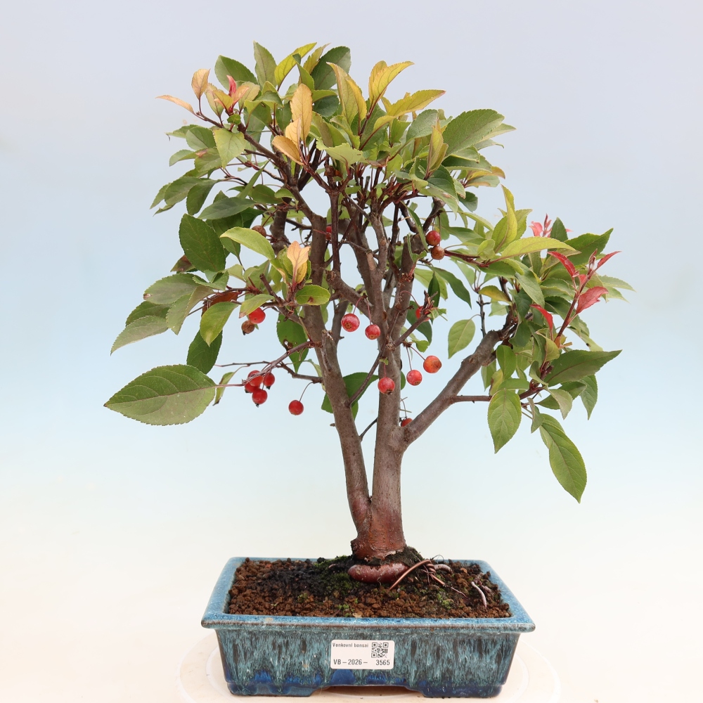 Outdoor-Bonsai -Malus domestica - Kleinfrüchtiger rotblättriger Apfelbaum