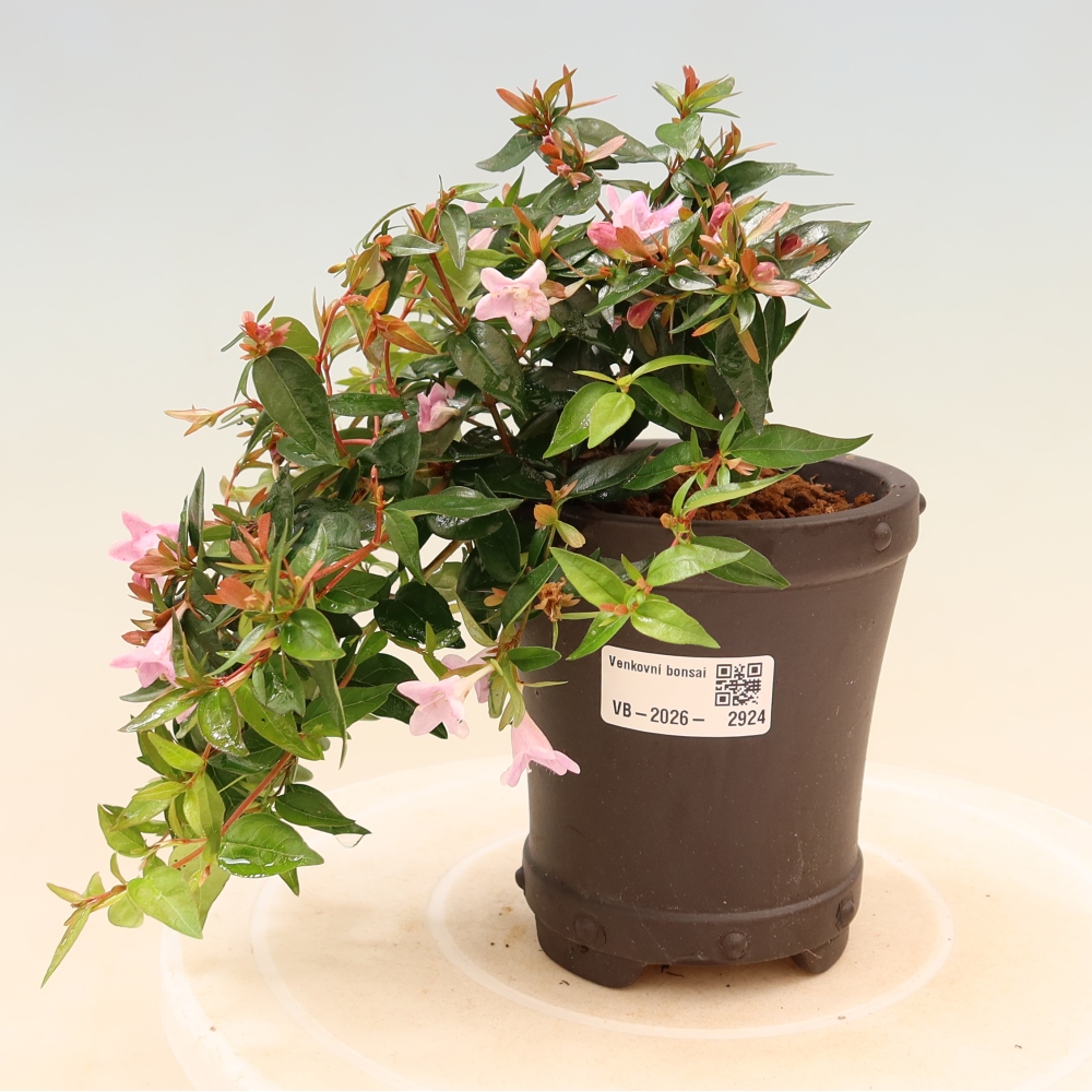 Bonsai für den Außenbereich – Abelia Edward Goucher – Großblumige Abelia