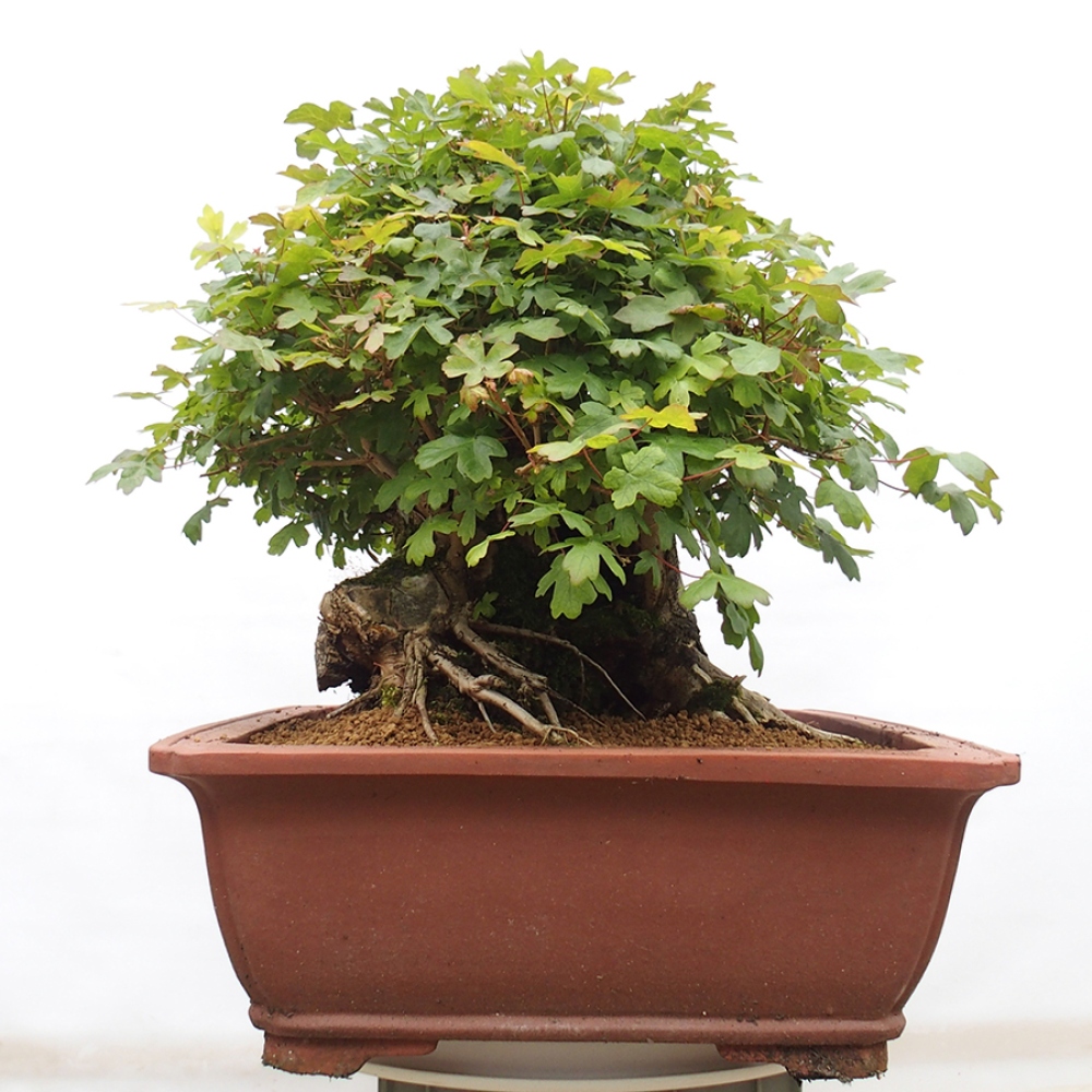 Bonsai für draußen - Französischer Ahorn - Acer Nonspessulanum