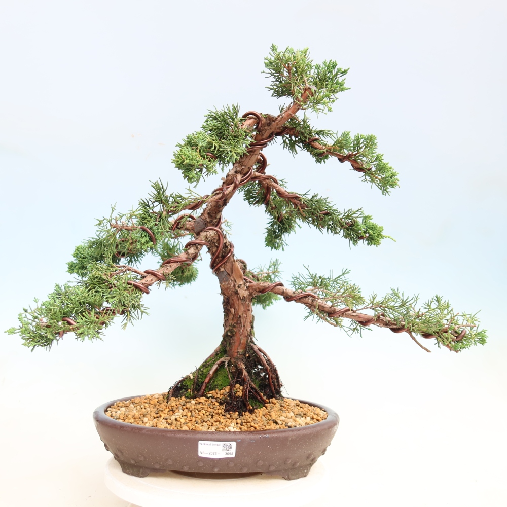 Bonsai für draußen - Juniperus chinensis Kishu