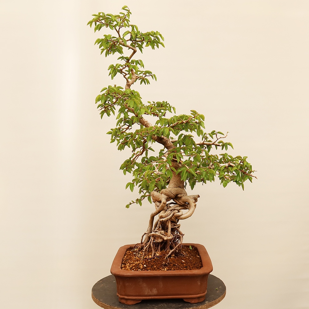 Bonsai für draußen - Karpinus Coreana - Koreanische Hainbuche