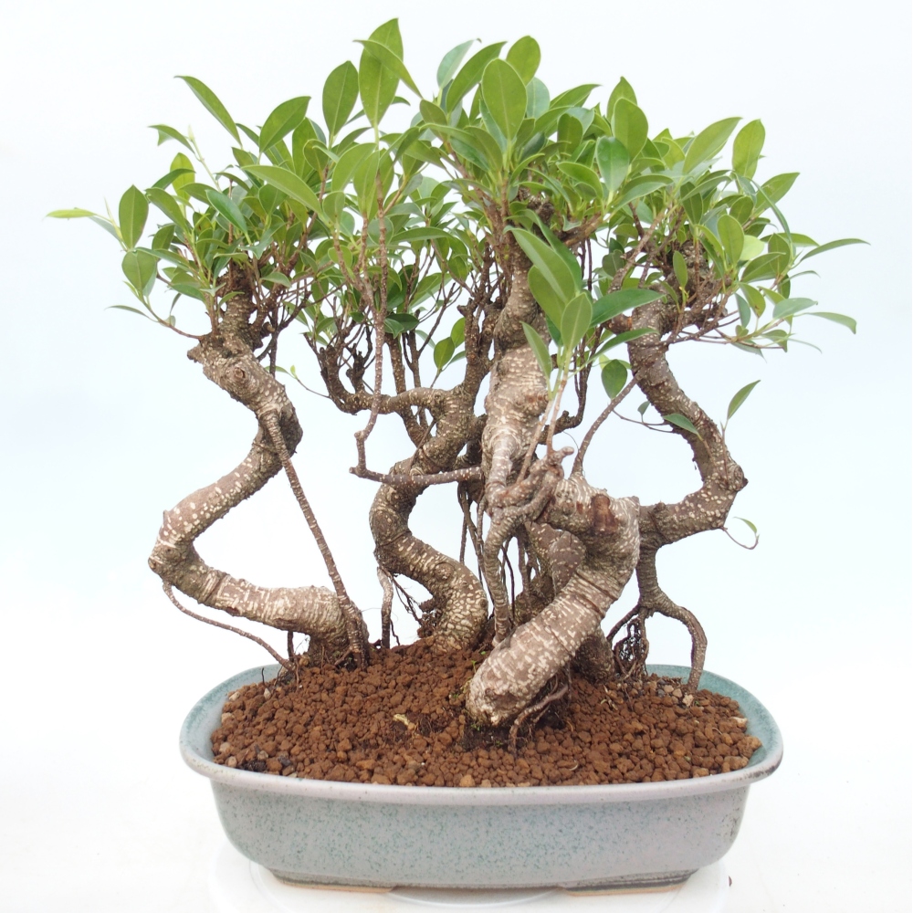 Zimmerbonsai - Ficus kimmen - Kleinblättriger Ficus