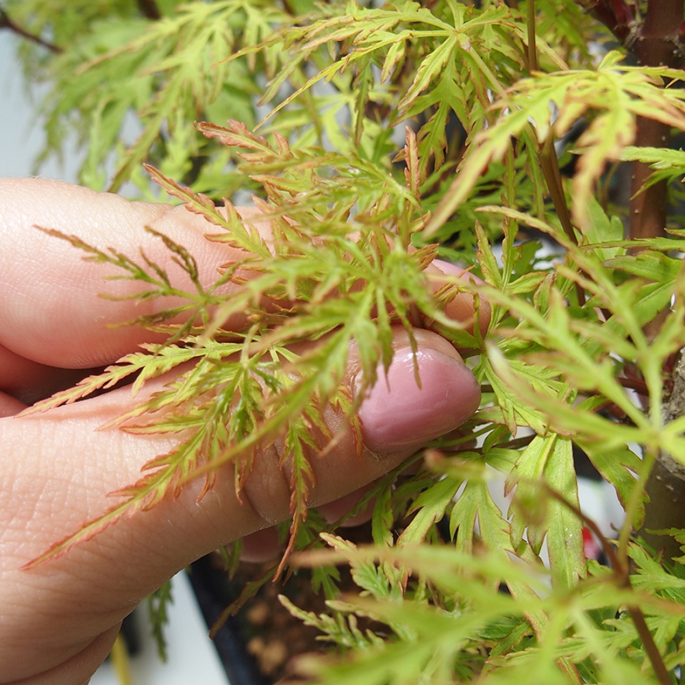 Bonsai für draußen - Acer palmatum Dissectum