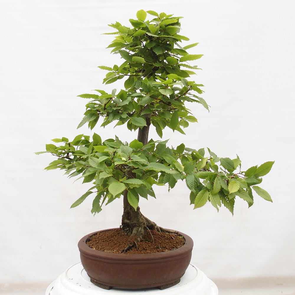 Bonsai für draußen - Hainbuche - Carpinus betulus