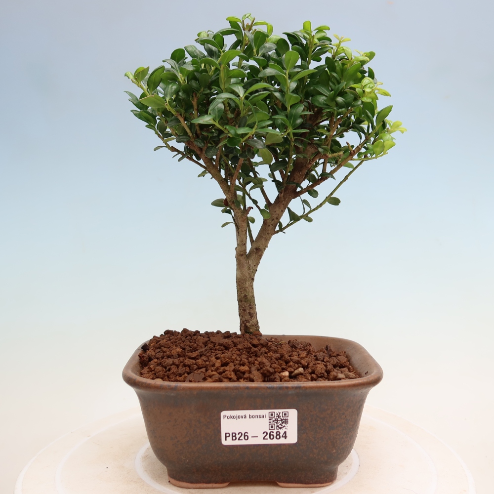 Zimmer Bonsai - Ilex crenata - Stechpalme
