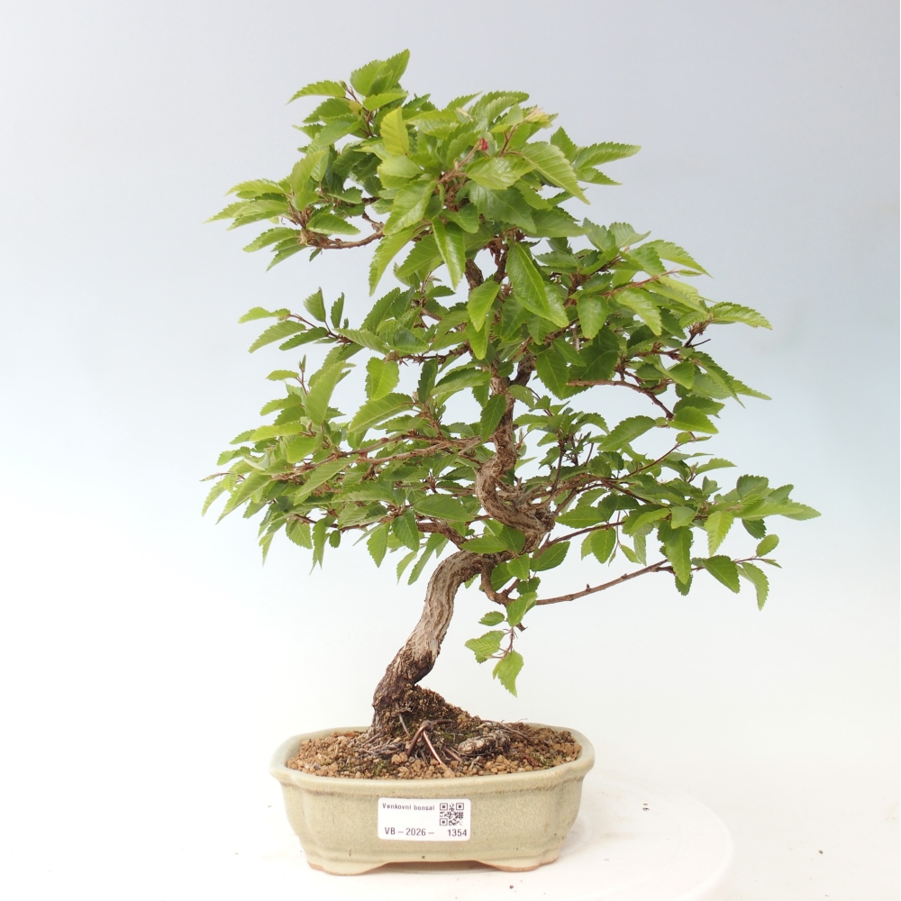Bonsai für draußen -Carpinus CARPINOIDES - Koreanische Hainbuche