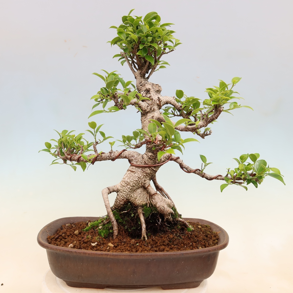 Zimmerbonsai - Ficus kimmen - Kleinblättriger Ficus