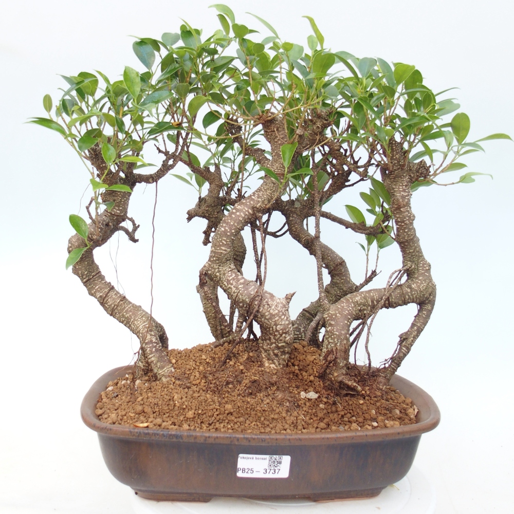 Zimmerbonsai - Ficus kimmen - Kleinblättriger Ficus