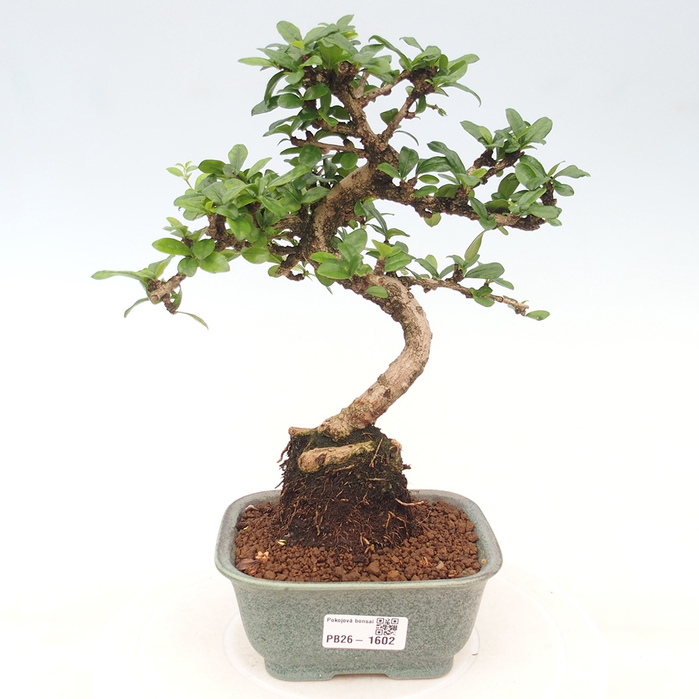 Zimmer-Bonsai - Carmona macrophylla - Tee-Fuki