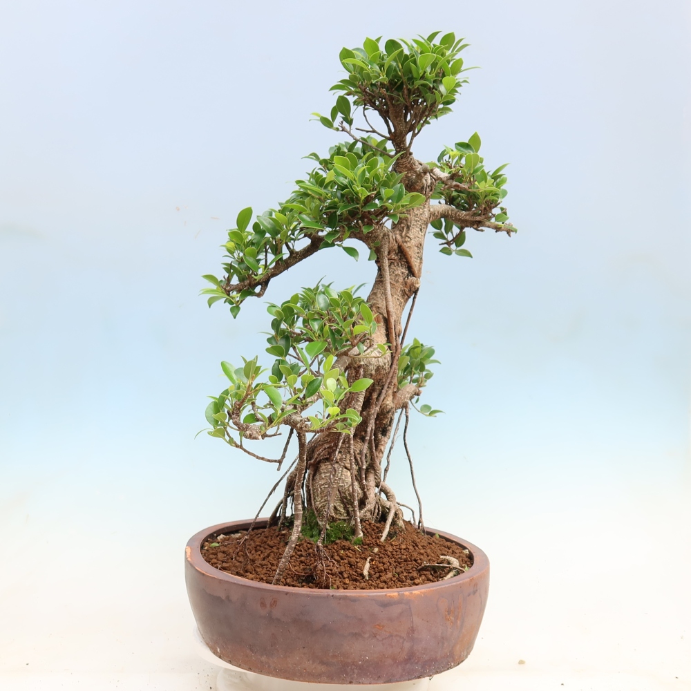 Zimmerbonsai - Ficus kimmen - Kleinblättriger Ficus