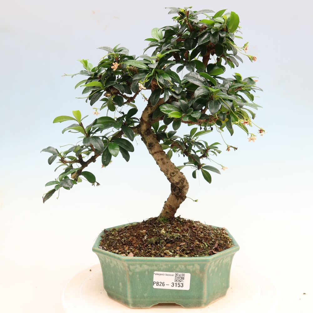 Zimmer-Bonsai - Carmona macrophylla - Tee-Fuki